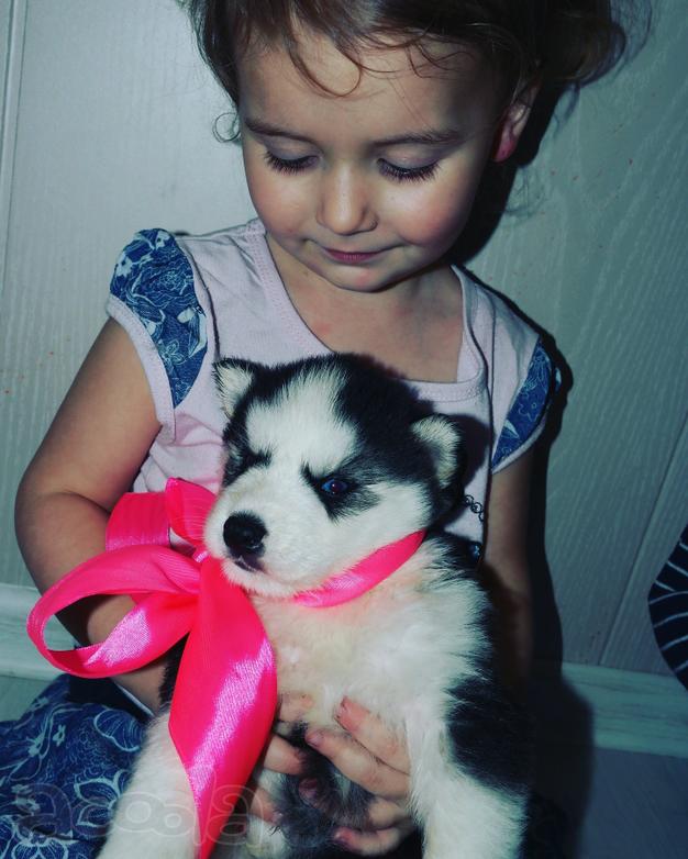 Хаски малыши по супер цене
